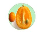 frutas-español-ingles-kumquat