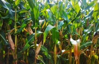 El control de la alimentación mundial: Monsanto y los alimentos transgénicos.